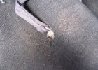 IMG 0727